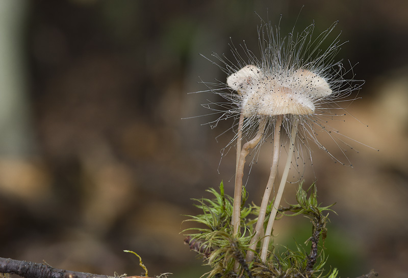 Spinellus fusiger